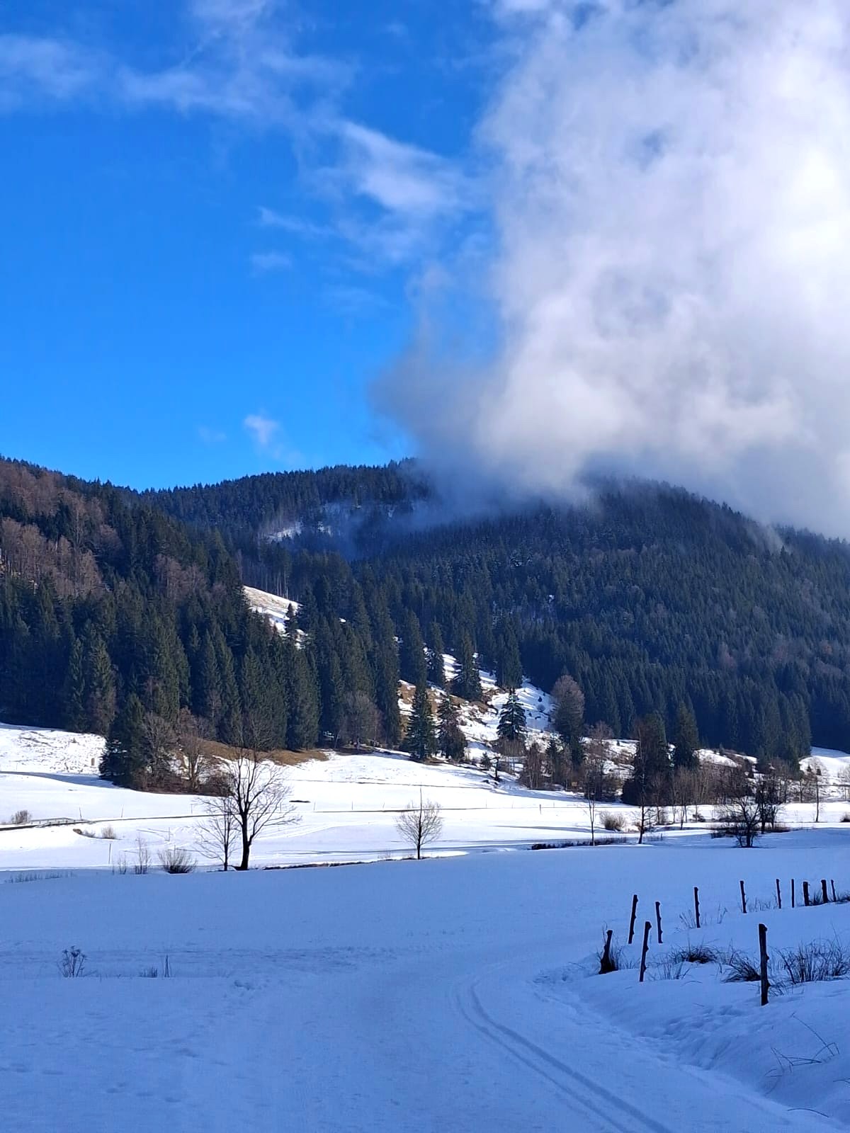 Bach im Schwarzwald